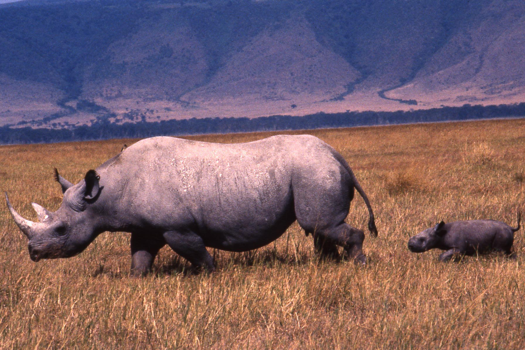 Search for Rhino in the Ngorongoro Crater