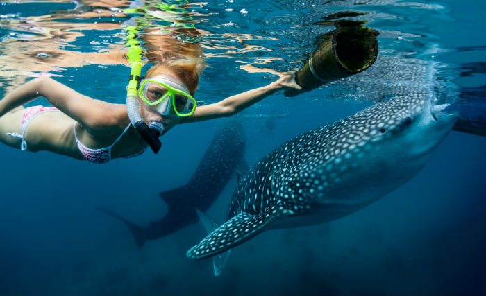 Snorkelling with Whale Sharks
